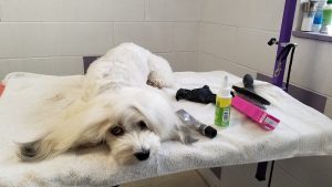 Grooms by Em with Anesthesia-free K9 teeth cleaning and polishing