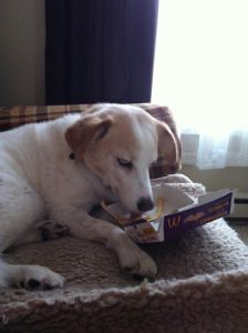 Repuplic Pets Dog Daycare & KENNEL FREE Boarding !