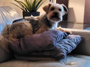 Wilmot Pets Services