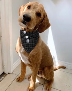 Hearts and Paws Dog Grooming