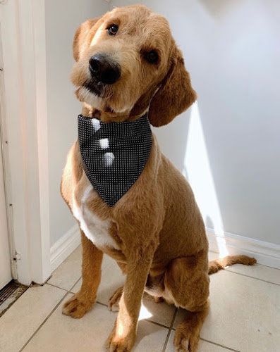 Hearts and Paws Dog Grooming