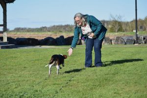 No Hassle Dog Training