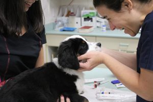 VCA Canada Applecross Animal Hospital
