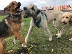 Love Your Pet Animal Care Professionals