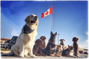 DOGS – Dog Obedience & Guidance School by Nikki