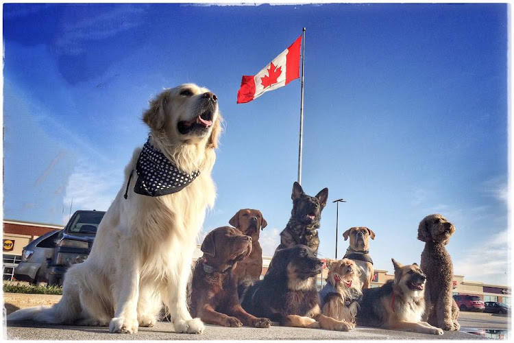 DOGS – Dog Obedience & Guidance School by Nikki