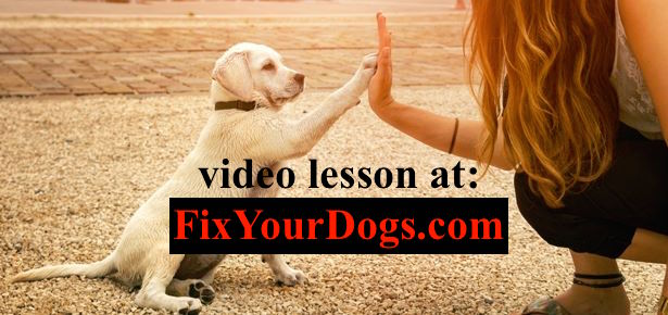 Dog Training Niagara Falls – Fix Your Dog
