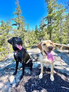 Happy Tails Whistler