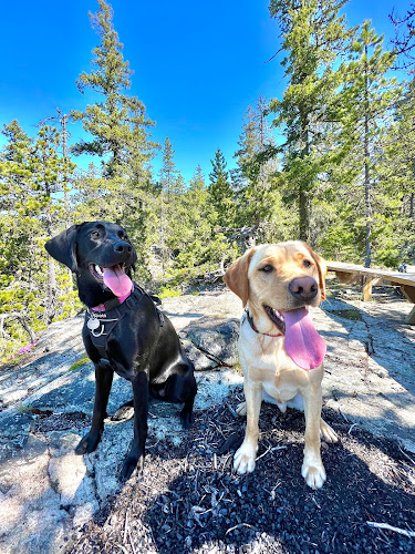 Happy Tails Whistler