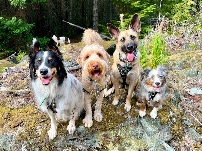 Doggy Tales Whistler