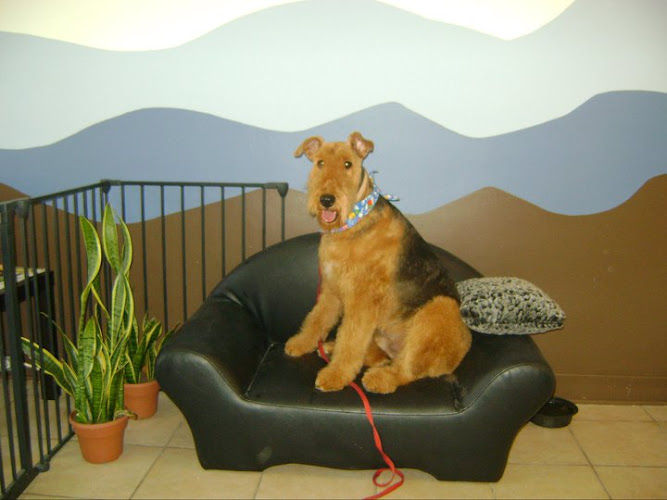 Toilettage Spa Poilu