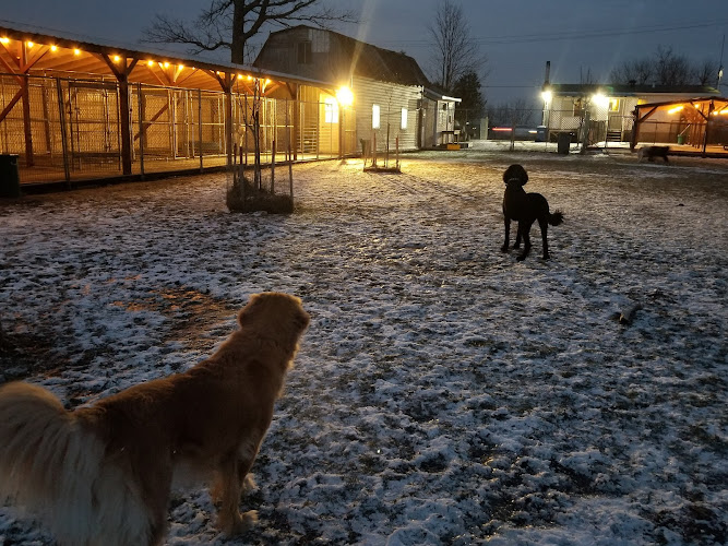 Pension Canines Du Bassetarium