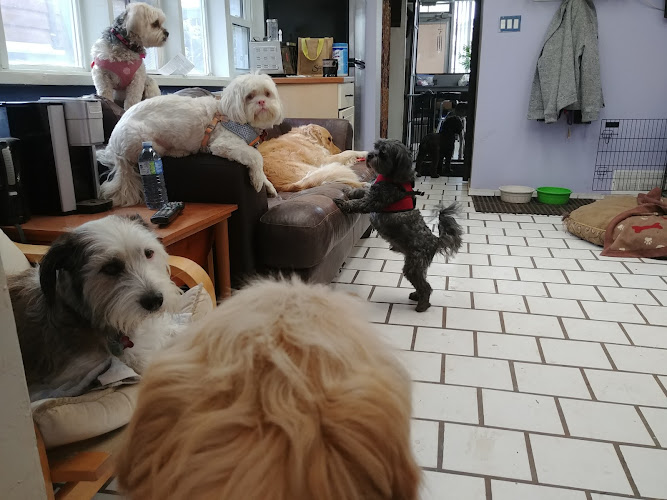 Mutts Daycare & Spaw