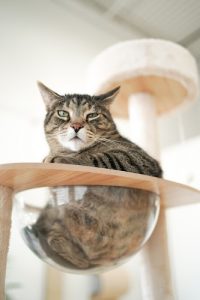 Cat Island 猫岛