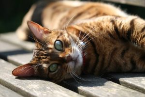 Chatterie Royal Bengal | Éleveur de chat Royal Bengal certifié et adoption