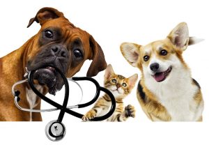 St. Catharines Animal Hospital