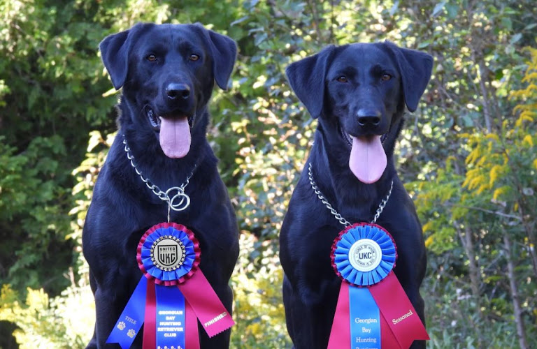 Dream Retrievers