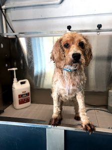 Blue Dog Grooming