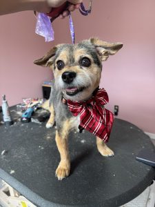Victoria’s Spa Fur Paws