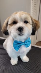 Emilia’s Pet Grooming