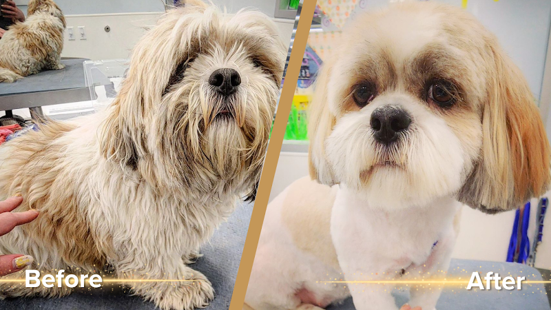 Divine Dog Grooming