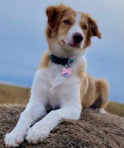 Karma’s K-9 & Kitty Grooming