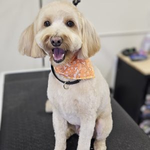 The Spaw Pet Grooming