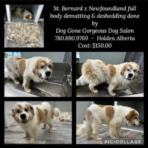 Dog Gone Gorgeous Dog Grooming & Laundromat