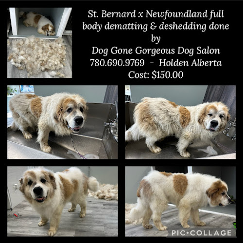 Dog Gone Gorgeous Dog Grooming & Laundromat