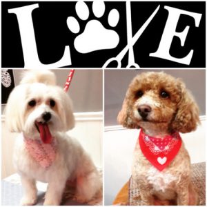 Top Notch Grooming Shop