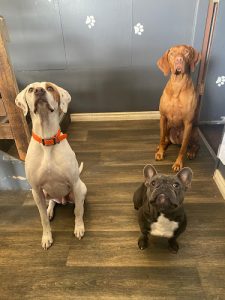 Blu’s Clues Doggy Daycare