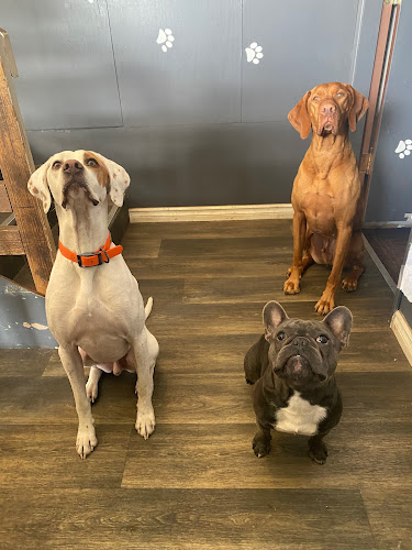 Blu’s Clues Doggy Daycare