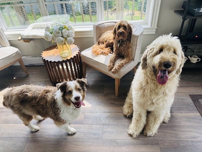 Yingying J. ROVER’ Star Sitter