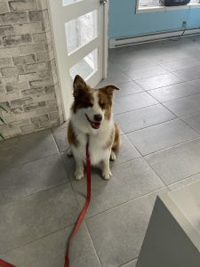 Esthétique Canine