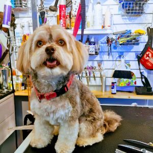 Grooming Tails Pet Salon