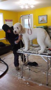 Petagree Dog Grooming