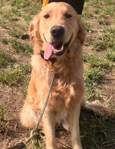 Justice Kennels, Dog Obedience Training