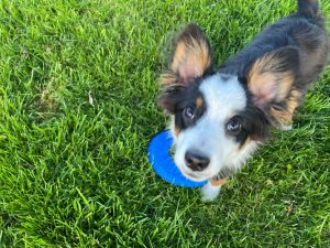 Burnaby New Westminster Animal Hospital