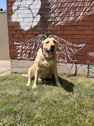 Senor Bones Dog Boutique