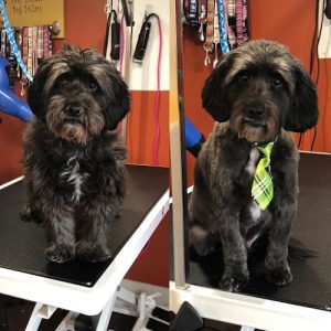 Kristal Clean Pet Grooming