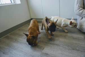 Stittsville Kanata Veterinary Hospital