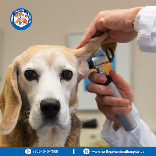 Northgate Animal Hospital