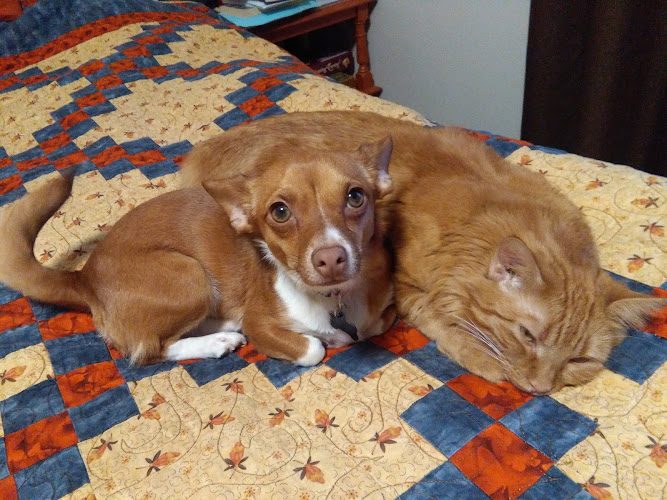 The Cat Nanny Calgary @ Cat Central Station