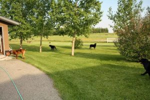 Calgary Canine Care Inc.