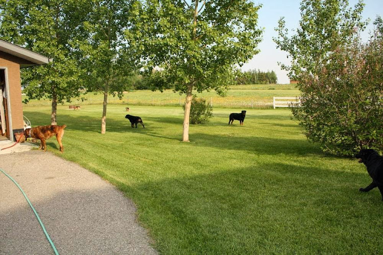 Calgary Canine Care Inc.