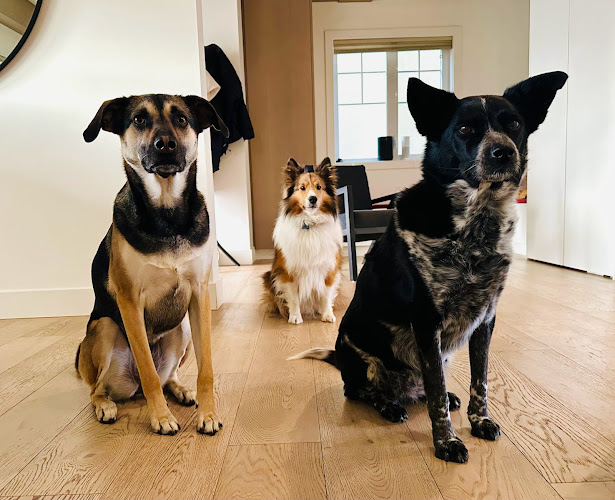 Barkworthy Adventures