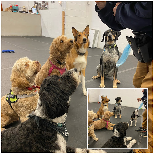 Grand Bark Pet Services