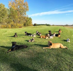 Merrimutt Pet Resort