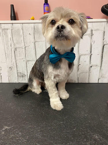 Studs & Divas Pet Salon