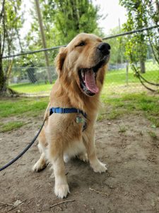 Scott’s Doggy Walks